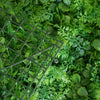 4 Panels Artificial Boxwood Hedge Black Locust and Cypress Leaves Foliage Green Garden Wall Mat