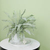 2 Bushes | 18Inch Artificial Boston Fern Leaf Stems, Faux Fern Plants Decor - Frosted Green