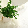 Artificial Eucalyptus Bushes, Faux Greenery Spray, Fake Eucalyptus Branches