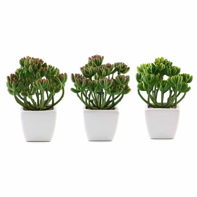 Set of 3 | 7'' Assorted Stonecrop Artificial Plants with Pots