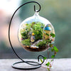 Graceful Globe Glass Terrarium 4/pk