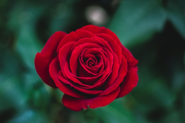 What Do Red Roses Mean?