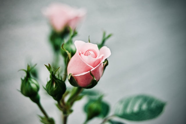 What Do Pink Roses Mean?