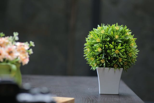 Where to Buy Fake Plants?