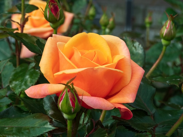 What Do Orange Roses Mean?