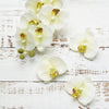 20 Flower Heads | 4" Artificial Silk Moth Orchids For DIY Crafts Floating Decor