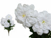 72 California Zinnia Flowers - White