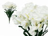 36 Large Iris Flowers-White
