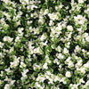 11 Sq ft. | 4 Panels Artificial Boxwood Hedge Faux Genlisea with White Tips Foliage Green Garden Wall Mat#whtbkgd