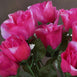 Small Rose Buds Artificial Silk Flowers - Fuchsia