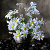 6 Bushes | 20inch Light Blue Daisy Flower Spray, Artificial Flowers Bouquet