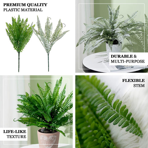 Nice Fern Fern Plant Types