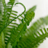2 Bushes | 18Inch Artificial Green Boston Fern Leaf Stems, Faux Fern Plants Decor#whtbkgd