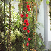 6 ft | Red | 13 Flowers | UV Protected Silk Rose Garland | Bendable Wire Vines | Artificial Flower Garlands with Leaves