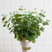 2 Bushes | 19'' Light Green Eucalyptus Sprays Artificial Plants