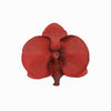 Red Butterfly Orchid Artificial Flower Heads, DIY Craft Silk Flowers