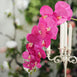 2 Stems - 40" Fuchsia Artificial Long Stem Orchids - Silk Flowers Orchid Bouquet
