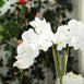 2 Stems - 40inch White Artificial Long Stem Orchids - Silk Flowers Orchid Bouquet