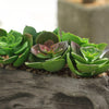 7" Long - Succulent Planter with 5 Artificial Succulents - Hen and Chicks Artificial Plants