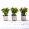 Set of 3 | 8" Assorted Spiky Crassula Artificial Plants with Pots