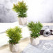 Set of 3 | Assorted Fake Succulents in Pot | 8" Assorted Spiky Crassula Artificial Plants with Pots