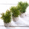 Set of 3 | Assorted Fake Succulents in Pot | 8" Assorted Spiky Crassula Artificial Plants with Pots