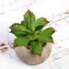 Set of 3 | 5" Assorted Aloe Varietal Artificial Plants with Pots