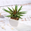 Set of 3 | 5" Assorted Spotted Aloe Vera Artificial Plants with Pots