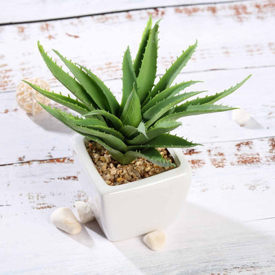 spotted aloe succulent Set of 3