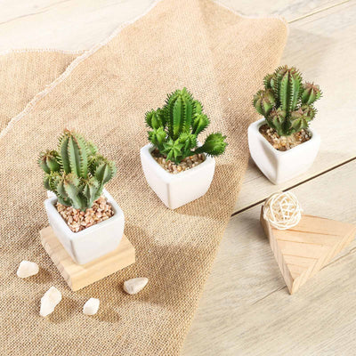 artificial succulent plants cactus Set of 3