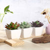 Set of 3 | 4'' Assorted Echeveria Artificial Plants with Pots
