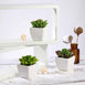 Set of 3 | 4'' Assorted Lotus Artificial Plants with Pots