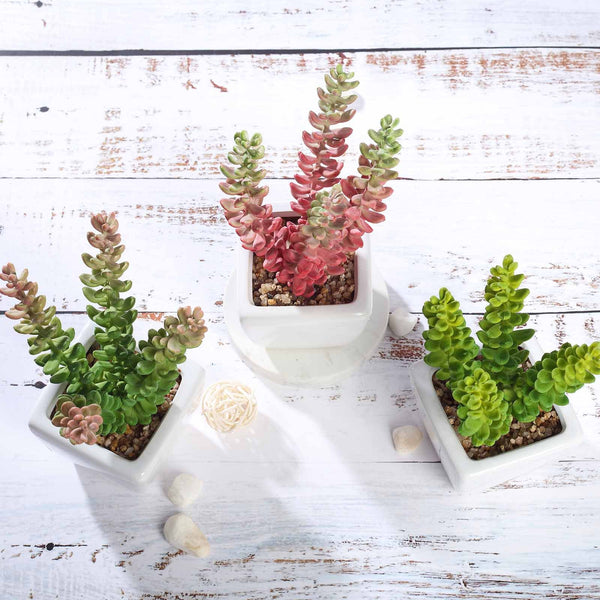 Set of 3 | 8'' Assorted Sedum Oaxacanum Artificial Plants with Pots