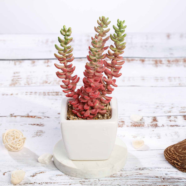 Set of 3 | 8'' Assorted Sedum Oaxacanum Artificial Plants with Pots