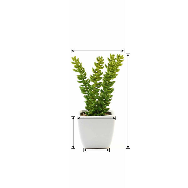 Set of 3 | 8'' Assorted Sedum Oaxacanum Artificial Plants with Pots