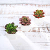 Set of 3 | 3'' Assorted Mini Echeveria Artificial Plants with Pots