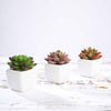 Set of 3 | 3'' Assorted Mini Echeveria Artificial Plants with Pots