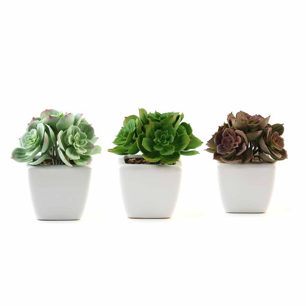 Set of 3 | 5'' Assorted Mini Echeveria Artificial Plants with Pots