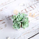 Set of 3 | 5'' Assorted Mini Echeveria Artificial Plants with Pots