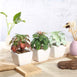 Assorted Fake Succulents in Pot | 5'' Assorted Echeveria or Grape Artificial Plants with Pots