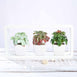 Set of 3 | 5'' Assorted Echeveria or Grape Artificial Plants with Pots