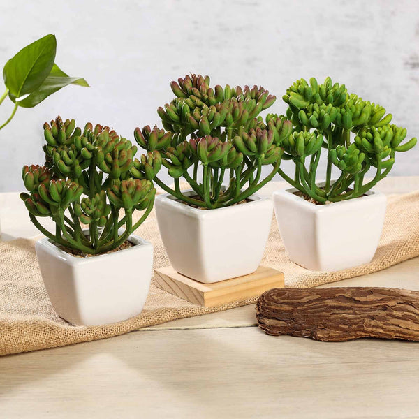 Set of 3 | Assorted Fake Succulents in Pot | 7'' Assorted Stonecrop Artificial Plants with Pots