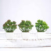 Set of 3 | Assorted Fake Succulents in Pot | 7'' Assorted Stonecrop Artificial Plants with Pots