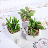 Set of 3 | Assorted Fake Succulents in Pot | 3'' Assorted Green Mini Artificial Plants with Pots