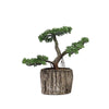 8" Tall - Burro's Tail Artificial Plant - Faux Succulent in Round Concrete Planter