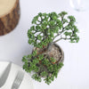 8" Tall - Burro's Tail Artificial Plant - Faux Succulent in Round Concrete Planter