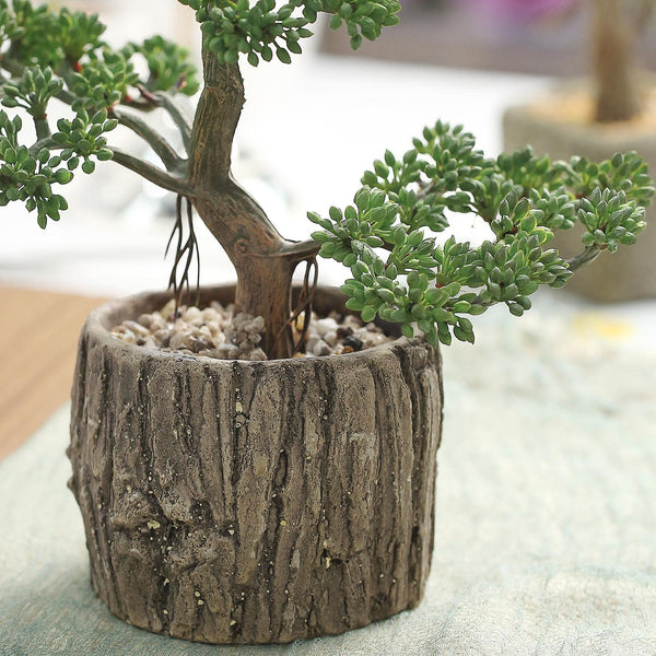 8" Tall - Burro's Tail Artificial Plant - Faux Succulent in Round Concrete Planter