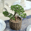 8" Tall - Burro's Tail Artificial Plant - Faux Succulent in Round Concrete Planter