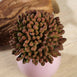 Set of 3 | Multi Colored Fake Succulents | 4" Mini Jelly Bean Decorative Artificial Plants