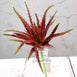 Set of 3 | 12" Multi Colored Artificial Succulent Plants